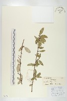 藏品(宜昌胡頹子)的圖片