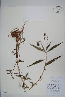 藏品(滇水金鳳)的圖片