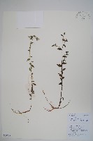 藏品(一年生風鈴草)的圖片