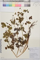 藏品(微毛爪哇唐松草)的圖片