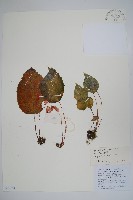 藏品(心葉秋海棠)的圖片