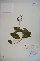 藏品(漾濞莢迷)的圖片