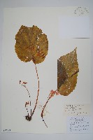 藏品(心葉秋海棠)的圖片