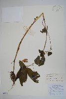 藏品(路南鳳仙花)的圖片