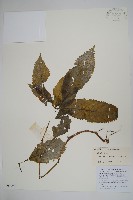 藏品(輻射鳳仙花)的圖片