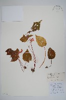 藏品(心葉秋海棠)的圖片