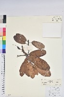 藏品(大白杜鵑)的圖片