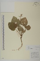 藏品(心葉兔兒風)的圖片