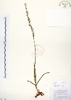 藏品(綬草)的圖片
