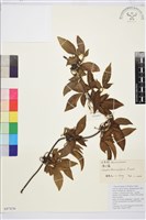 藏品(滑葉藤)的圖片