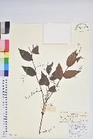 藏品(硬毛白珠)的圖片