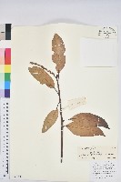 藏品(白穗石櫟)的圖片