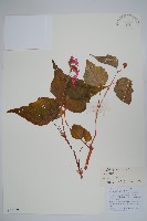 藏品(心葉秋海棠)的圖片