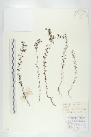 藏品(茅膏菜)的圖片