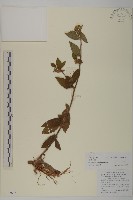 藏品(杓兒菜)的圖片