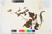 藏品(打破碗花花)的圖片