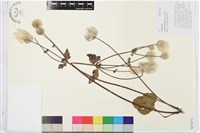 藏品(打破碗花花)的圖片