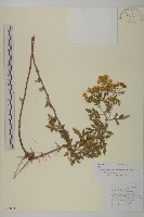 藏品(姜菱菊)的圖片