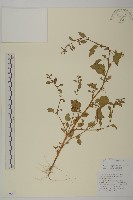 藏品(千針莧)的圖片