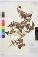 藏品(合柄鐵線蓮)的圖片