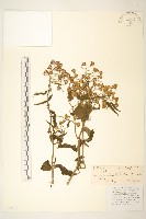 藏品(蔓黃菀)的圖片