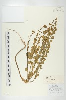 藏品(凹果菥蓂、遏藍菜)的圖片