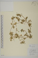 藏品(繁縷)的圖片