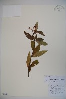 藏品(狹葉莢迷)的圖片