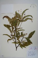 藏品(抱莖獐牙菜)的圖片