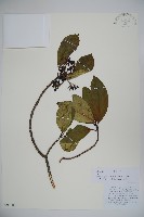 藏品(水紅木)的圖片