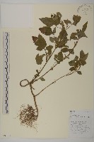 藏品(白花鬼針)的圖片