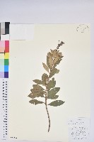 藏品(美麗馬醉木)的圖片