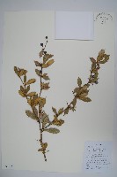 藏品(粉葉小檗)的圖片