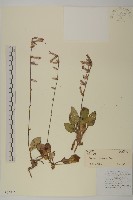 藏品(雲南兔兒風)的圖片