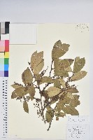 藏品(南燭)的圖片