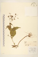 藏品(豨簽)的圖片