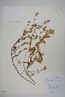 藏品(束花藍鐘花)的圖片