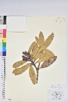 藏品(馬纓花)的圖片