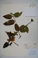 藏品(忍冬、金銀花)的圖片