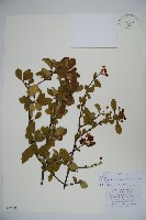 藏品(珍珠莢迷)的圖片