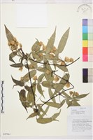 藏品(雲南鐵線蓮)的圖片