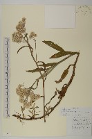 藏品(衣索比亞象腿蕉)的圖片