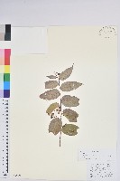 藏品(滇白珠)的圖片