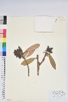 藏品(馬纓花)的圖片