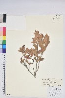 藏品(老鴉炮)的圖片