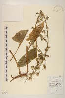 藏品(林生假福王草)的圖片