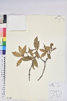 藏品(炮仗花杜鵑)的圖片