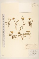 藏品(華蒲公英)的圖片