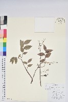 藏品(硬毛白珠)的圖片