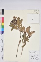 藏品(碟花杜鵑)的圖片